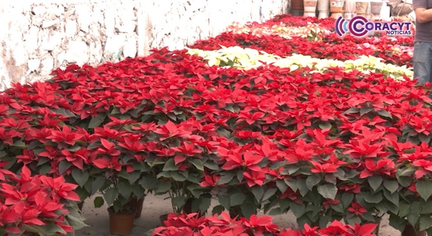 Venta de Nochebuena arranca con más colores y precios ajustados