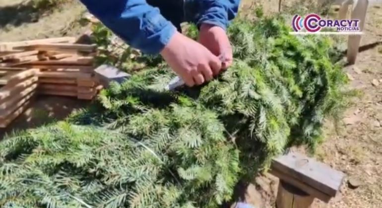 Familias llegan a Tlaxco por su árbol navideño