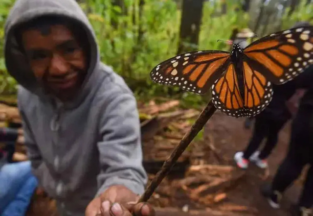Llega a Michoacán la primera mariposa monarca con transmisor satelital