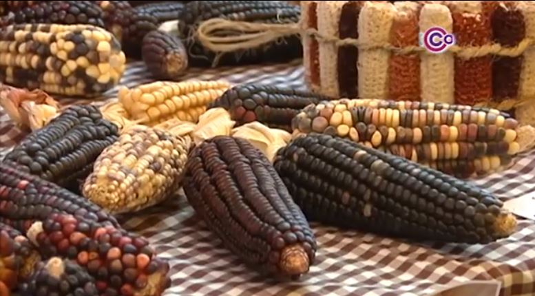 Respaldará gobierno estatal a productores de maíz 