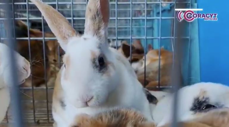 Impulsa “Expo Ganadera 2025” la producción local