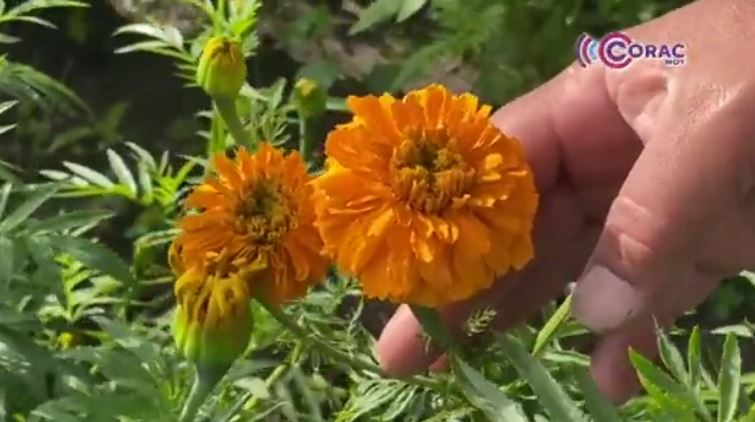 Pese a afectaciones por lluvias, productores de Tepeyanco auguran buenas cosechas 