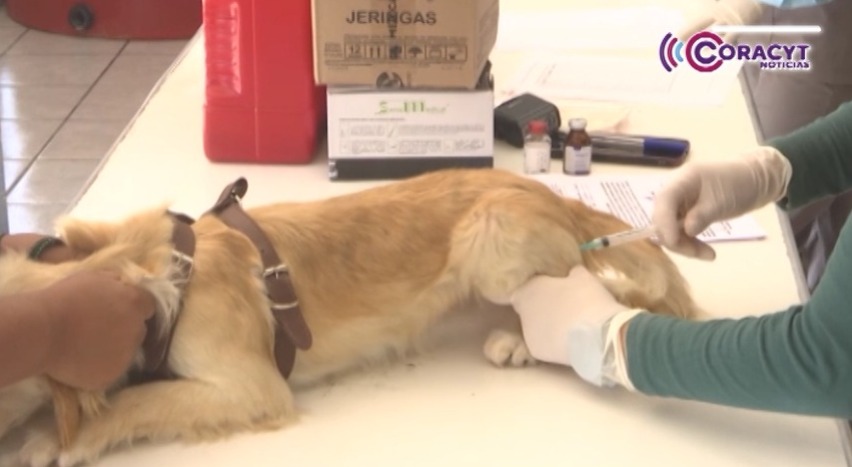 Promueven tenencia responsable con Jornada de Esterilización Gratuita en Tizatlán