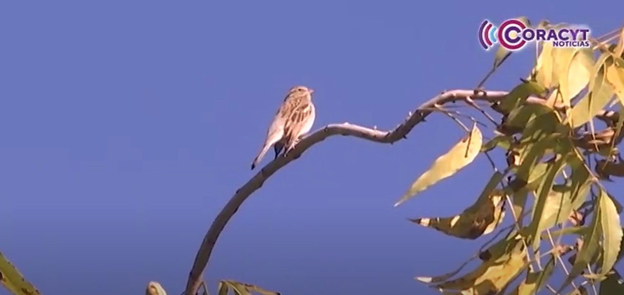 Alberga “La Malinche” más de 100 especies de aves