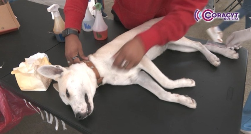 Promueven con jornadas de esterilización la tenencia responsable de animales