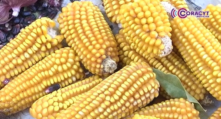 Maíz híbrido se consolida como una opción para elevar la productividad agrícola