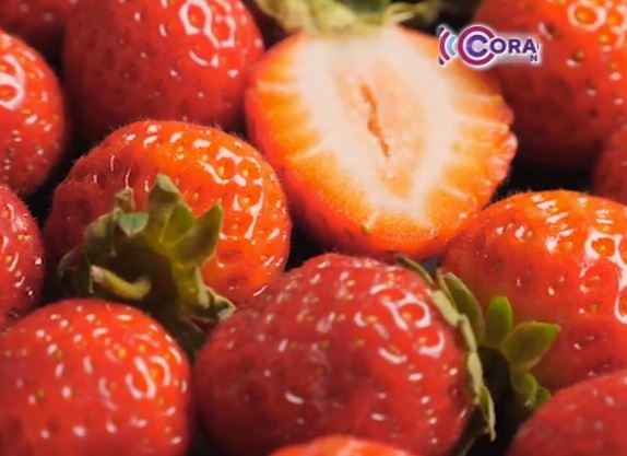 Invita Ayuntamiento de Apetatitlán a curso gratuito de producción de fresa 