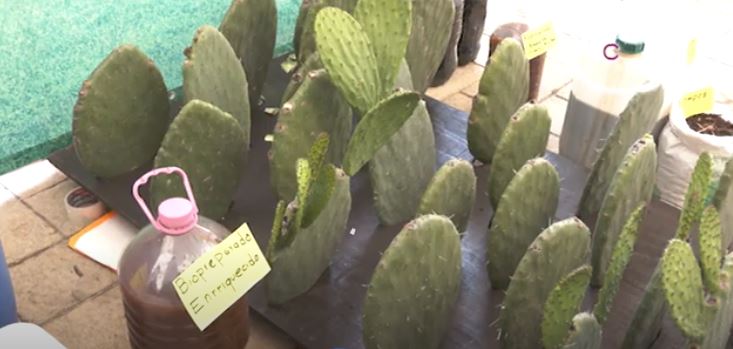 Reconocen innovación y diversificación del nopal en Tlaxcala 