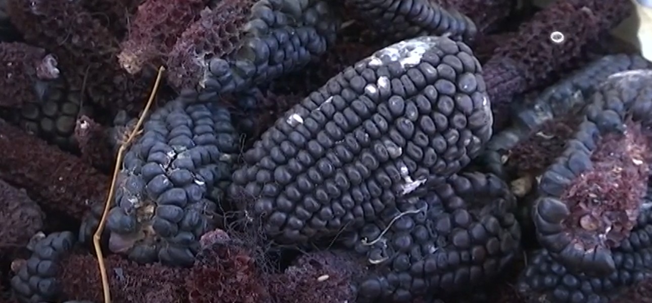 Investigadores indagan el valor biocultural del maíz azul