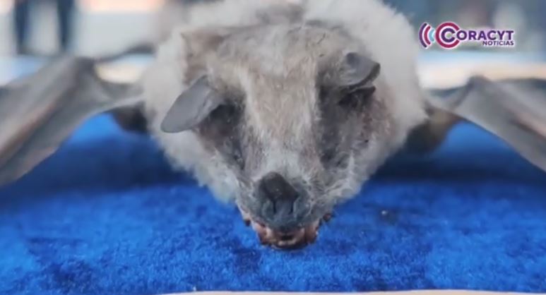 Murciélagos, guardianes invisibles de los ecosistemas de Tlaxcala