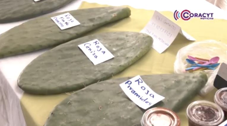 Innovan productoras tlaxcaltecas con yogurt de nopal