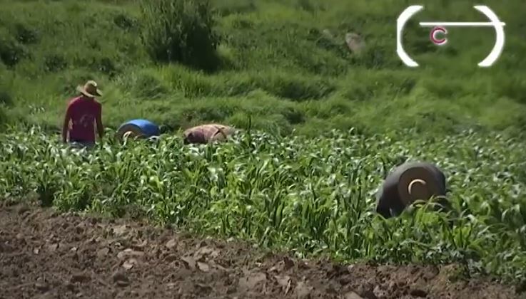 Productores tlaxcaltecas reconocen apoyo federal