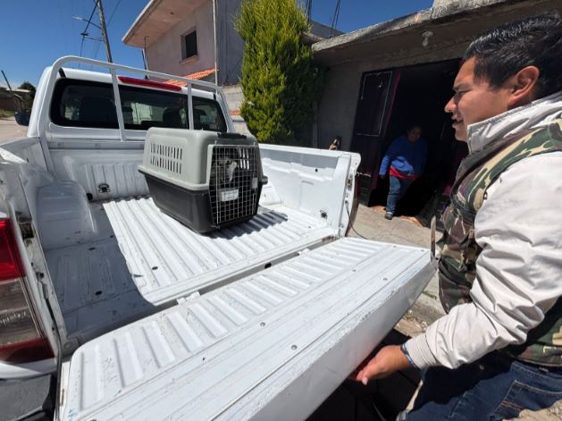 Propaet y Bienestar Animal rescatan a ejemplar en estado de maltrato en Atlahapa