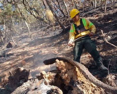 Reportan 5 mil hectáreas afectadas por 63 incendios en Oaxaca