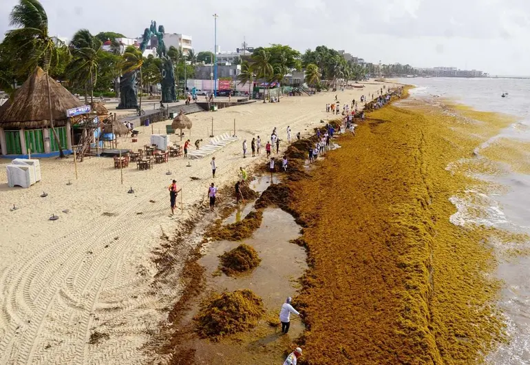 Sargazo es ya un recurso pesquero; emitirán permisos para su captura en mar abierto
