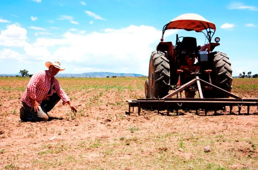 Refuerzan campaña para combatir plaga de chapulines que afecta a campesinos en Zacatecas