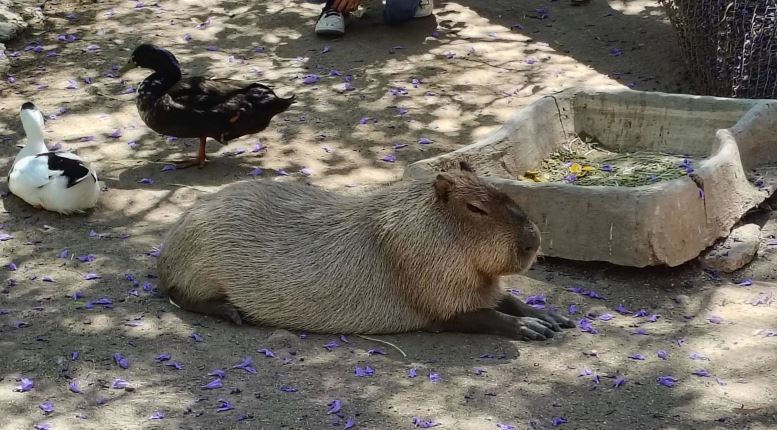 Cierran de forma temporal zoológico de León por seguridad de animales