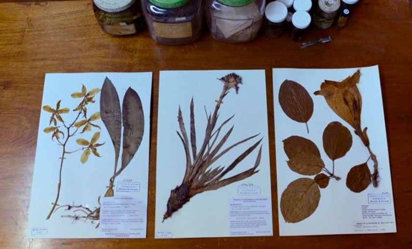 Profepa asegura 20 mil ejemplares de Herbario de la UAS Sinaloa