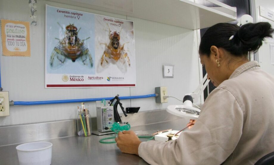 México y EUA reactivarán planta productora de moscas estériles