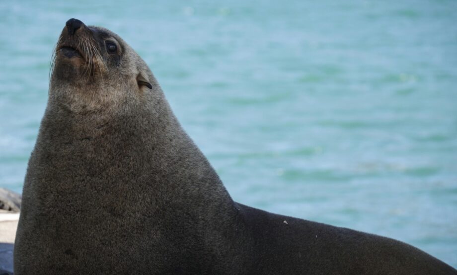 Aprueban prohibir el uso de mamíferos marinos en espectáculos
