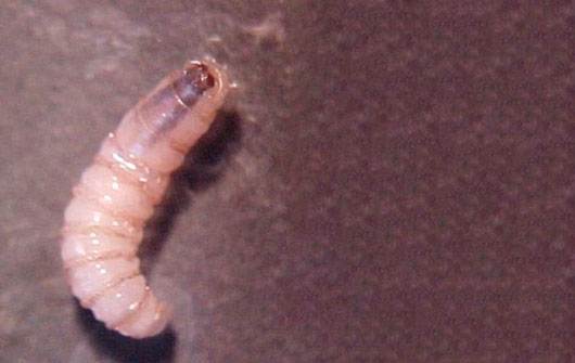 Confirman cinco nuevos casos de infección en humanos por gusano barrenador