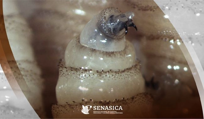 Con seis casos nuevos suman ya 23 personas infectadas por gusano barrenador