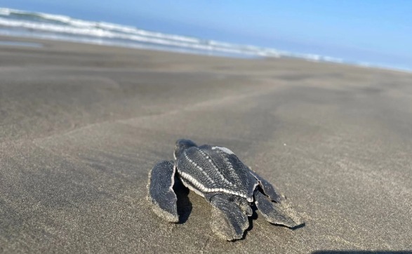 Concluye anidación anual de tortuga marina en Michoacán