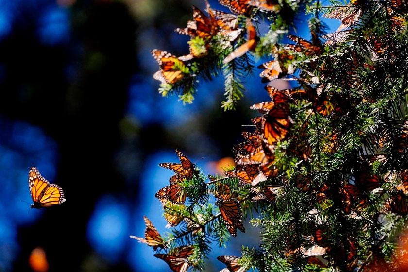 Abren al público los santuarios de la mariposa monarca en Michoacán