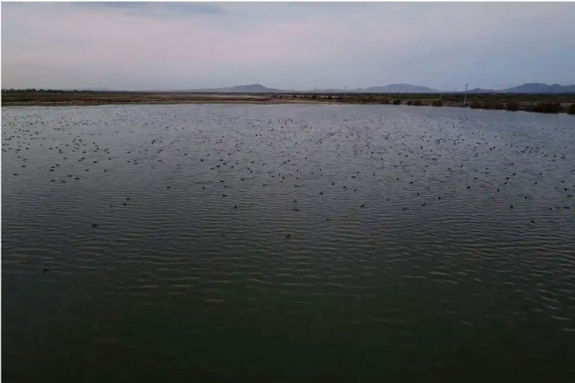 Lago de Texcoco se recupera; lluvias recientes cubrieron 4,300 hectáreas