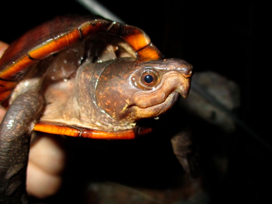 Yucatán resguarda a seis especies de tortugas en peligro de extinción