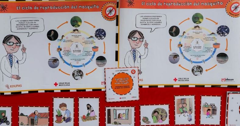 Van 11 mil 815 casos de dengue; decesos llegan a 48, reporta Ssa