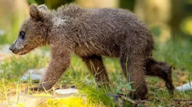 Osa Mina en riesgo: Profepa analiza su traslado por delicado estado de salud