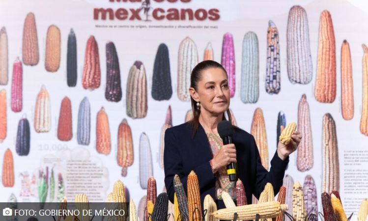 Gobierno prepara más protección al maíz nacional