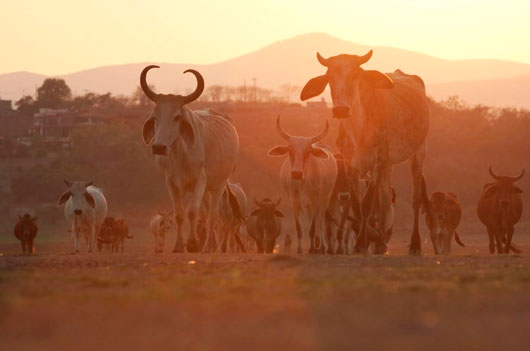 Ganado ingresará por Puerto Chiapas para mayor control por gusano barrenador: CSP