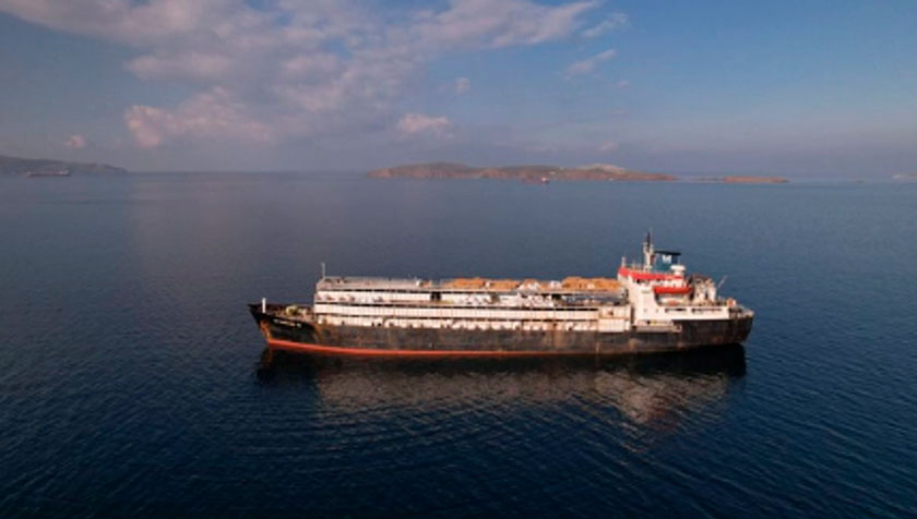 Desembarcan en Libia casi 3 mil bovinos varados por un mes en altamar tras bloqueo de Turquía