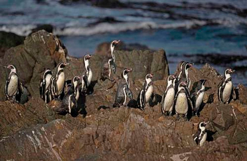 Pingüinos de Humboldt, en riesgo de seguir disminuyendo en Chile
