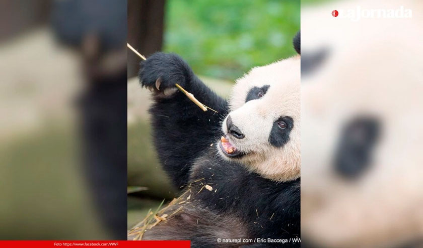 Se duplicó en una década la población de pandas en cautiverio en China