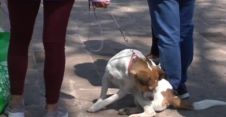 Permiten Centros Vacacionales del IMSS en Tlaxcala el ingreso de mascotas