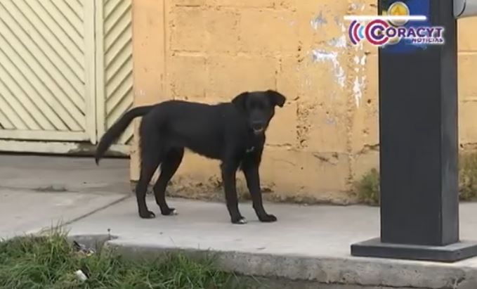 Intensifica Sector Salud de Tlaxcala campañas de vacunación antirrábica  