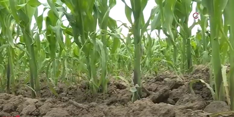 Prevé SIA un incrmento del 25% en la producción de granos en Tlaxcala