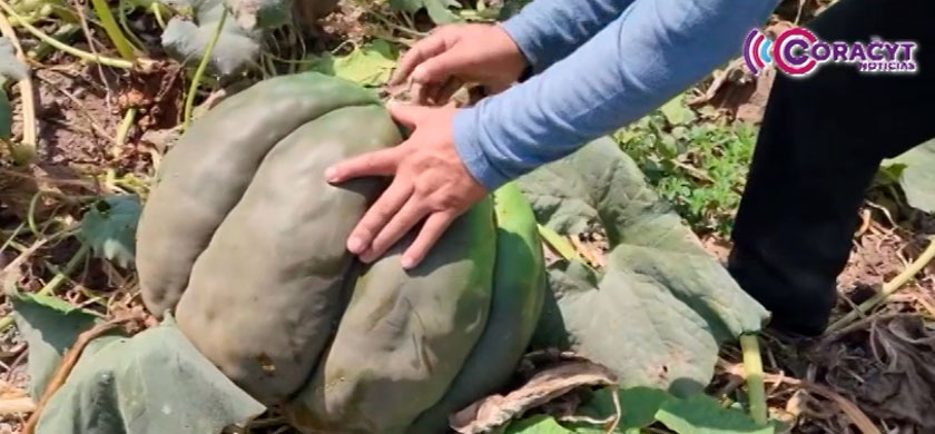 Convocan a infantes a participar en el concurso “La Gran Calabaza Tlaxcalteca”