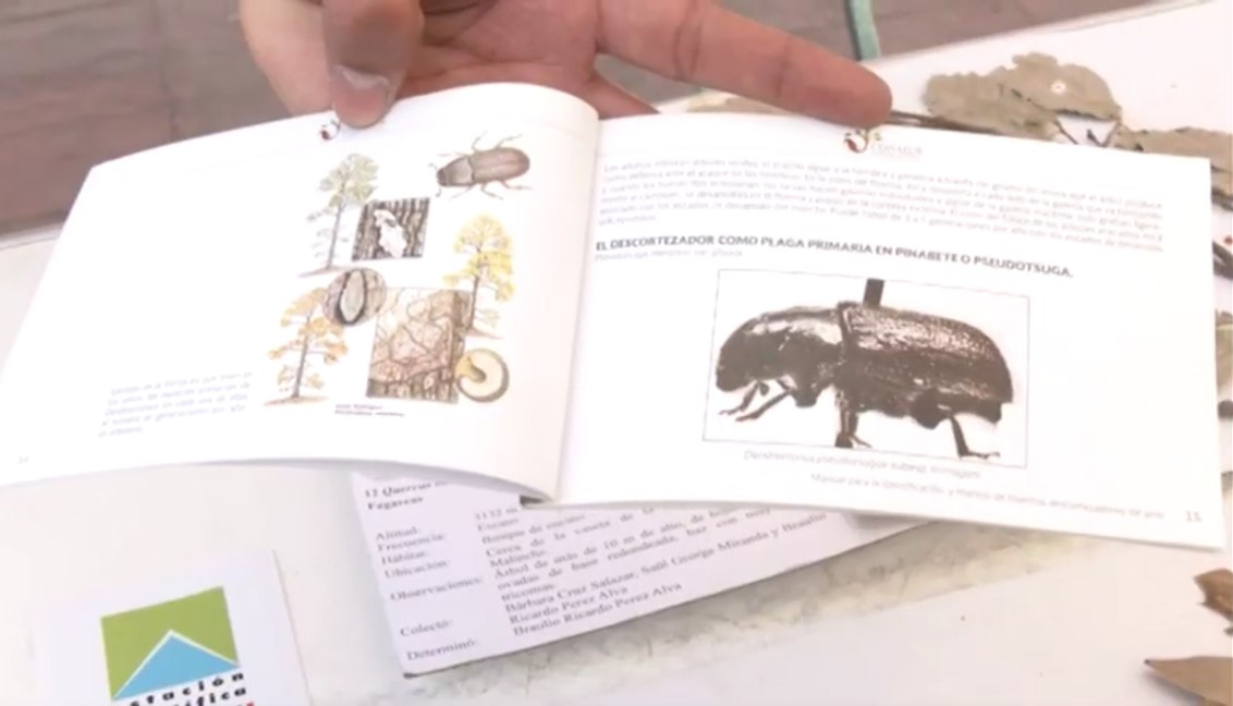 Escarabajo descortezador mantiene presencia en Ixtacuixtla y Tlaxco: CTBC-UATx