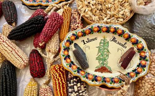 Diversidad del maíz se origina en suelos volcánicos: especialista