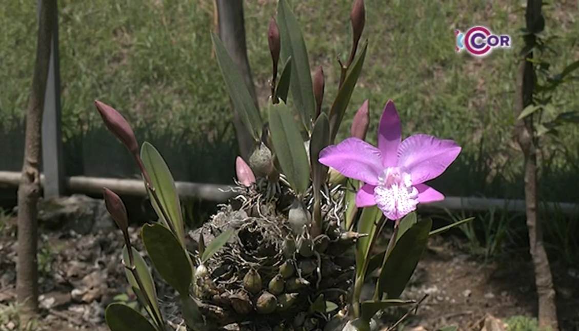 Floricultores de Apetatitlán esperan repunte en venta de orquídeas