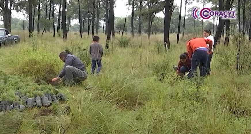 Con más de un millón de árboles SMA reforestará zonas prioritarias