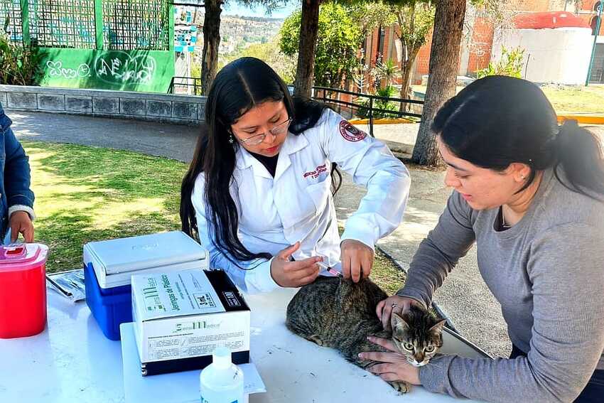 Ayuntamiento de Tlaxcala dará continuidad a campaña antirrábica para animales de compañía que no fueron vacunados en marzo