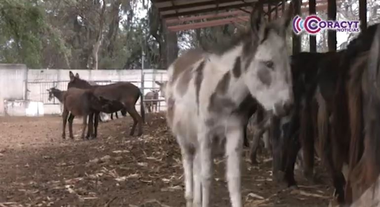 Resguarda Centro de Cuidado y Bienestar del Burro a ejemplares rescatados