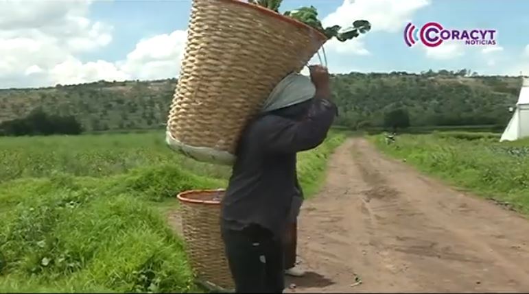 Productores de Lázaro Cárdenas preparan parcelas para siembra de hortalizas