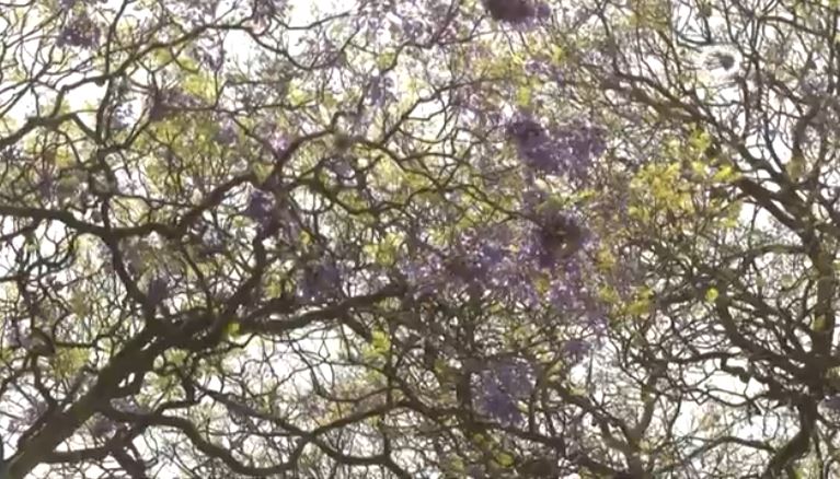 Cambio climático adelantó la floración de jacarandas en Tlaxcala: SMA