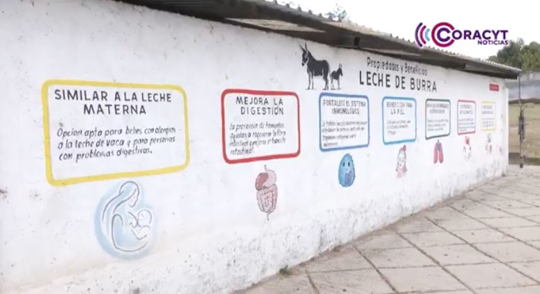 Incrementa consumo de leche de burra por sus propiedades nutricionales